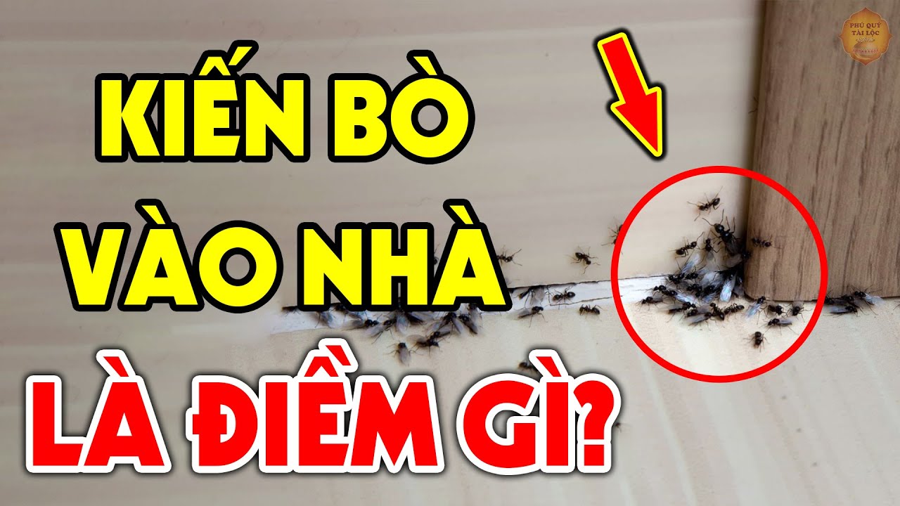 Kiến bò vào nhà mang tới điềm gì?