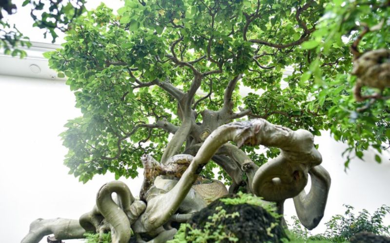 Cây bồ đề phong thủy