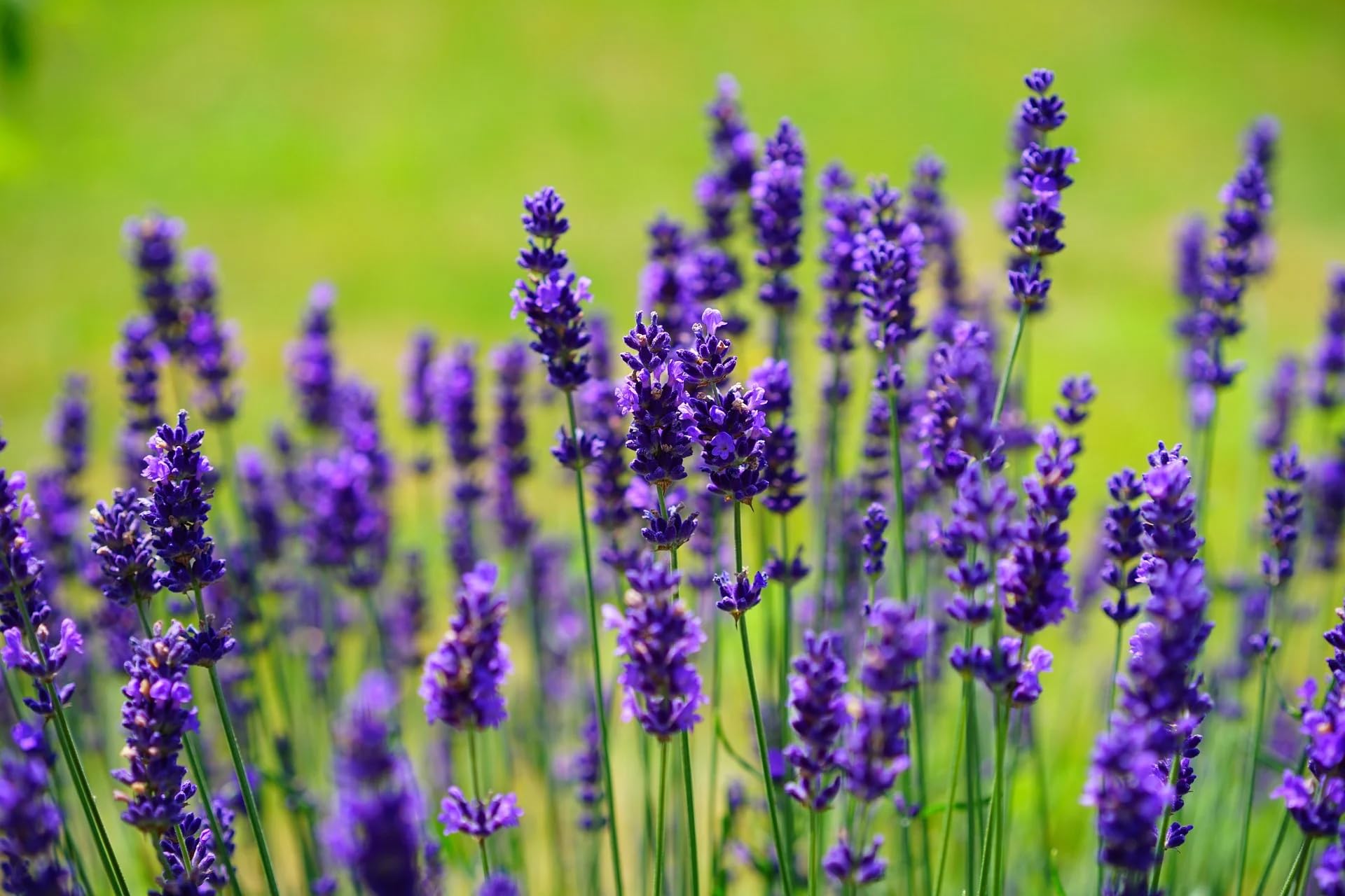 True-Lavender