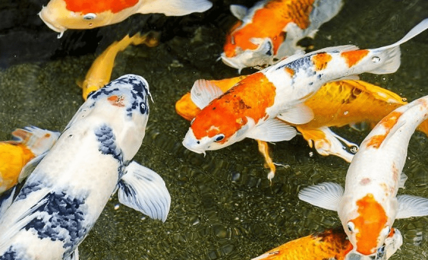 Cá Koi biểu tượng cho sự hài hòa và hạnh phúc