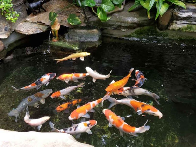 Cá Koi phong thủy