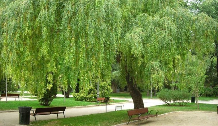 Cây liễu được cho là cây đuổi tà cực tốt từ xa xưa