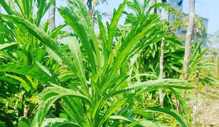 Cây ngải cứu đuổi tà rất tốt
