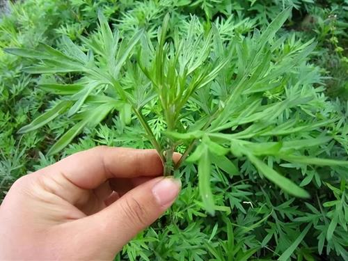 Cây ngải cứu được coi là loại thuốc xua tan cảm lạnh