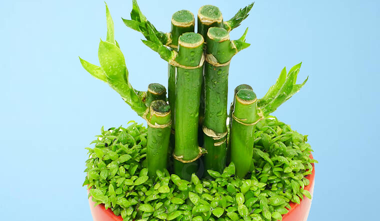 Cây trúc may mắn