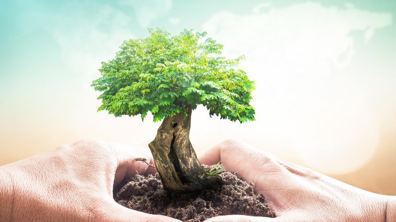 Có một cây xanh phát triển mạnh