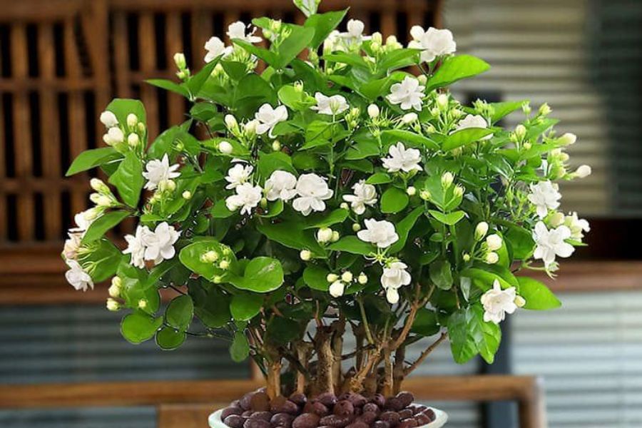Cây hoa nhài