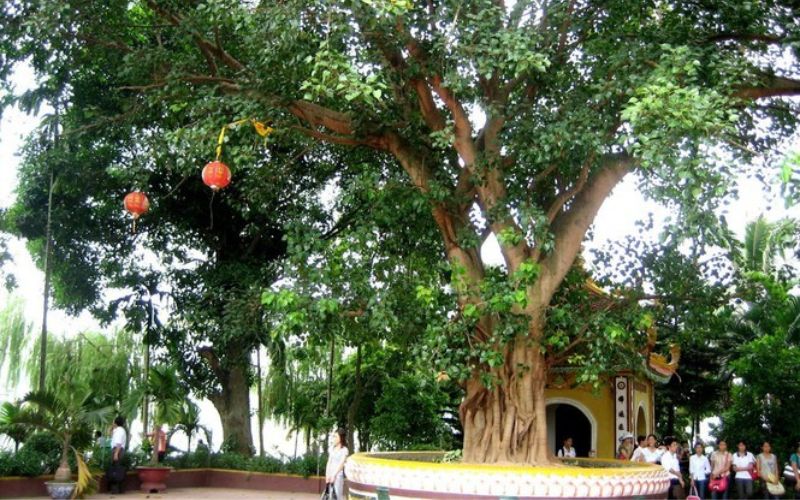 Một số hướng dẫn cần biết khi trồng cây bồ đề