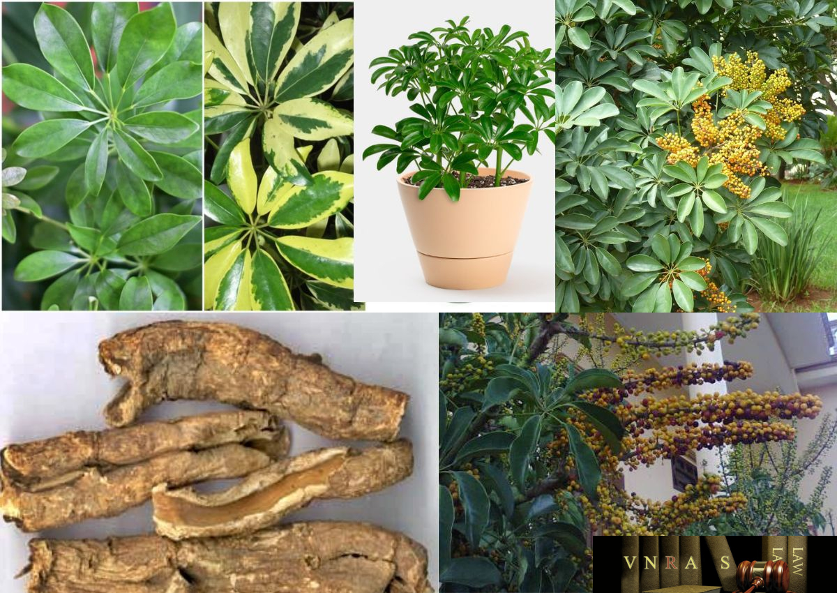 Rễ cây ngũ gia bì thường được ưa chuộng để ngâm rượu