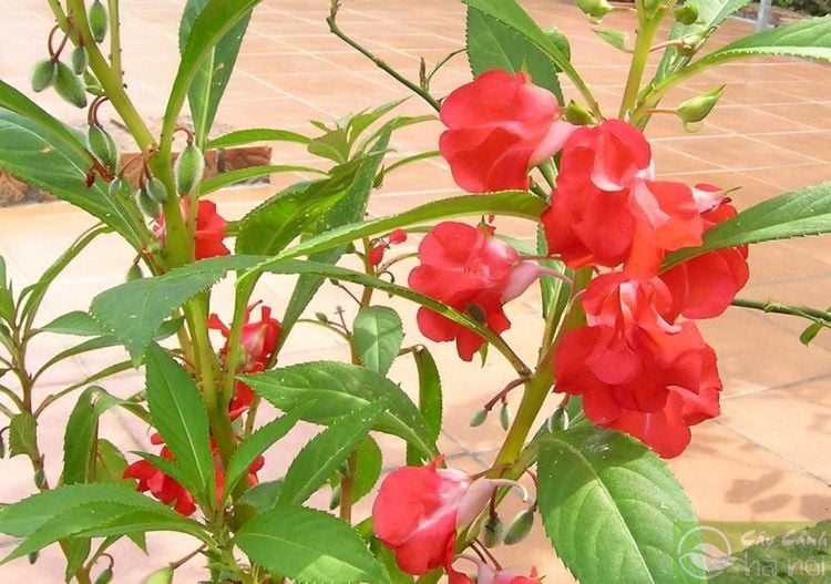 Cây hoa bóng nước có nhiều tác dụng
