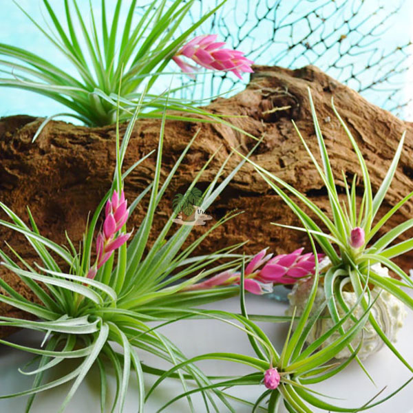 Tác dụng của cây không khí phong thủy