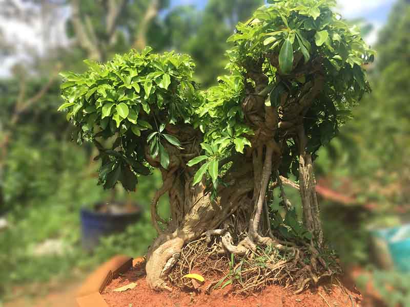 Ngũ gia bì mang đến sự thịnh vượng về tài sản theo phong thủy