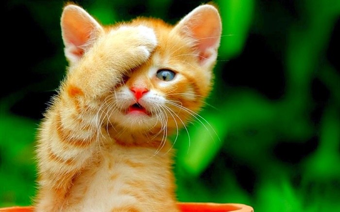 Con đường tình duyên tuổi Mão cũng rất sáng sủa trong tháng này