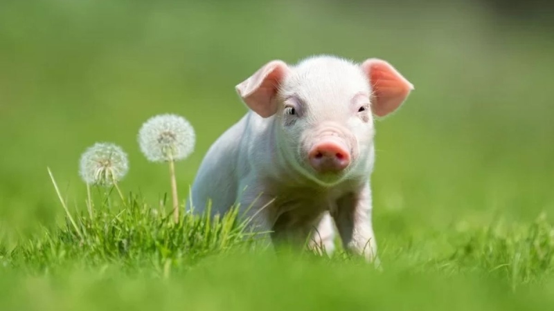 Sự nghiệp người tuổi Hợi tháng 4 nên kiệm lời sẽ tốt hơn vì ý kiến của bạn có phần chủ quan