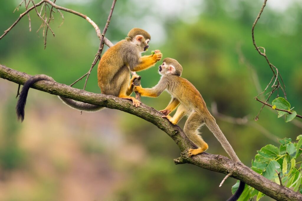 Đây là giai đoạn thành công nên tuổi Thân nên xây dựng sự nghiệp nên lơ là chuyện hẹn hò