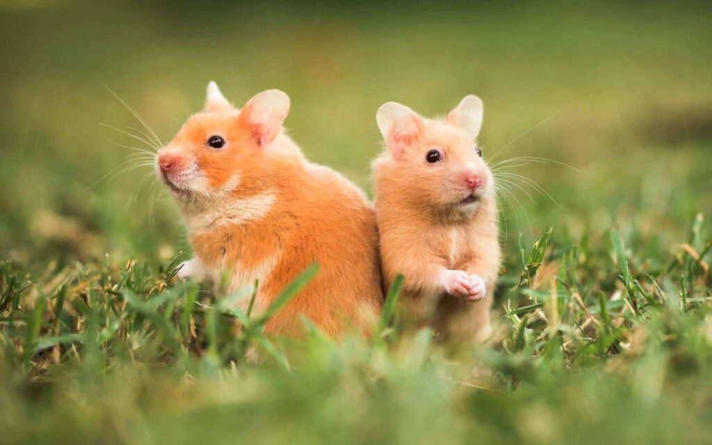 Tình duyên tuổi Tý tháng này đòi hỏi sự khéo léo