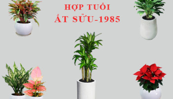 Tuoi-At-Suu-hop-cay-gi-trong-cay-gi-theo-phong-thuy-5665