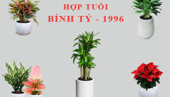 Tuoi-Binh-Ty-hop-cay-gi-trong-cay-gi-theo-phong-thuy-5670