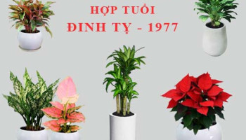 Tuoi-Dinh-Ty-hop-cay-gi-trong-cay-gi-theo-phong-thuy-5746