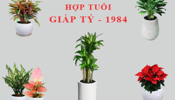 Tuoi-Giap-Ty-hop-cay-gi-trong-cay-gi-theo-phong-thuy-5663