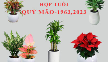 Tuoi-Quy-Mao-hop-cay-gi-trong-cay-gi-theo-phong-thuy-5696