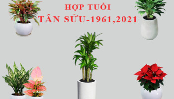 Tuoi-Tan-Suu-hop-cay-gi-trong-cay-gi-theo-phong-thuy-5650