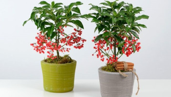 cay-kim-ngan-luong-phong-thuy-284-218261
