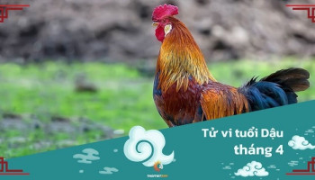 tu-vi-thang-4-2025-tuoi-dau-am-lich-304-228767