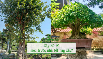 cay-bo-de-phong-thuy-284-221171