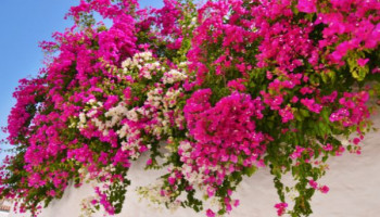 cay-hoa-giay-phong-thuy-284-212897