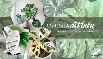 cay-trau-ba-dot-bien-284-210970