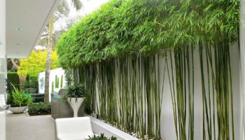 cay-truc-canh-phong-thuy-284-221282