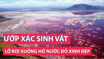 ho-nuoc-do-o-tanzania-so-huu-sieu-nang-luc-hoa-da-phan-lon-cac-sinh-vat