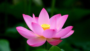 hoa-sen-trong-phong-thuy-284-205968