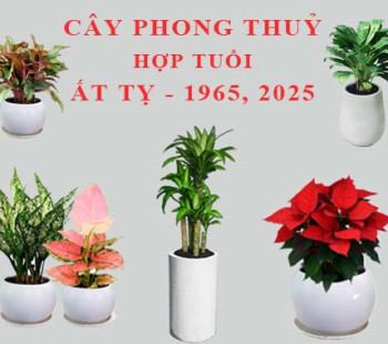 Tuoi-At-Ty-hop-cay-gi-trong-cay-gi-theo-phong-thuy-5738