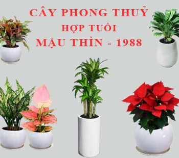 Tuoi-Mau-Thin-hop-cay-gi-trong-cay-gi-theo-phong-thuy-5751