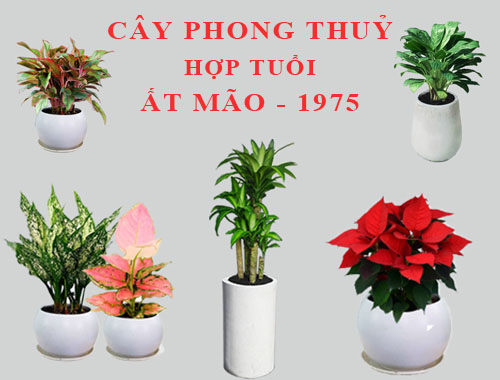 Tuổi Ất Mão hợp cây gì, trồng cây gì theo phong thuỷ?
