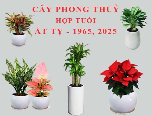 Tuổi Ất Tỵ hợp cây gì, trồng cây gì theo phong thuỷ?