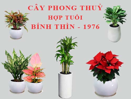 Tuổi Bính Thìn hợp cây gì, trồng cây gì theo phong thuỷ?