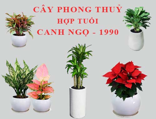 Tuổi Canh Ngọ hợp cây gì, trồng cây gì theo phong thuỷ?