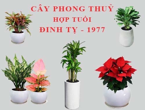 Tuổi Đinh Tỵ hợp cây gì, trồng cây gì theo phong thuỷ?