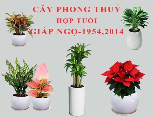 Tuổi Giáp Ngọ hợp cây gì, trồng cây gì theo phong thuỷ?