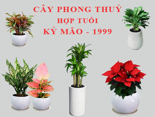 Tuổi Kỷ Mão hợp cây gì, trồng cây gì theo phong thuỷ?