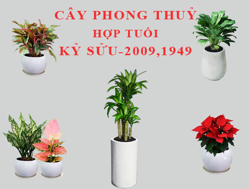 Tuổi Kỷ Sửu hợp cây gì, trồng cây gì theo phong thuỷ?