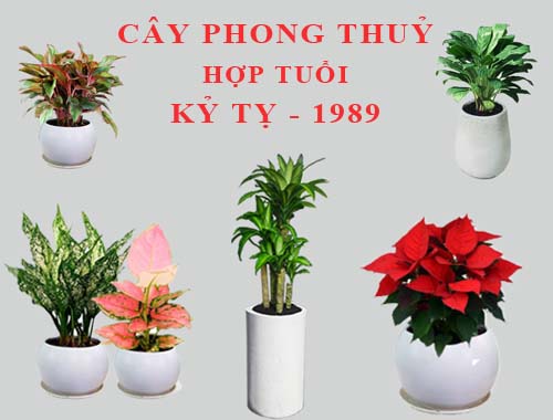 Tuổi Kỷ Tỵ hợp cây gì, trồng cây gì theo phong thuỷ?