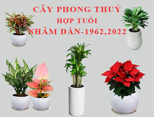 Tuổi Nhâm Dần hợp cây gì, trồng cây gì theo phong thuỷ?
