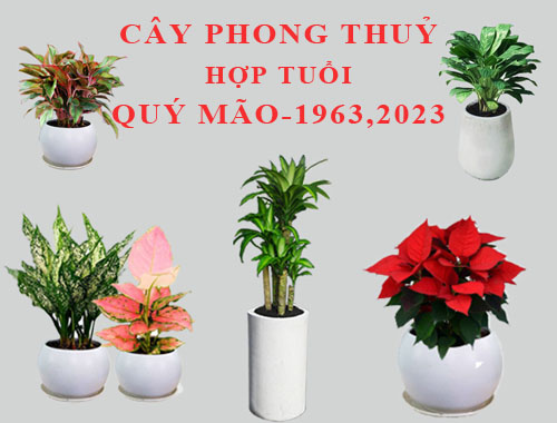 Tuổi Quý Mão hợp cây gì, trồng cây gì theo phong thuỷ?