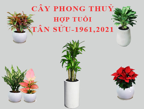 Tuổi Tân Sửu hợp cây gì, trồng cây gì theo phong thuỷ?