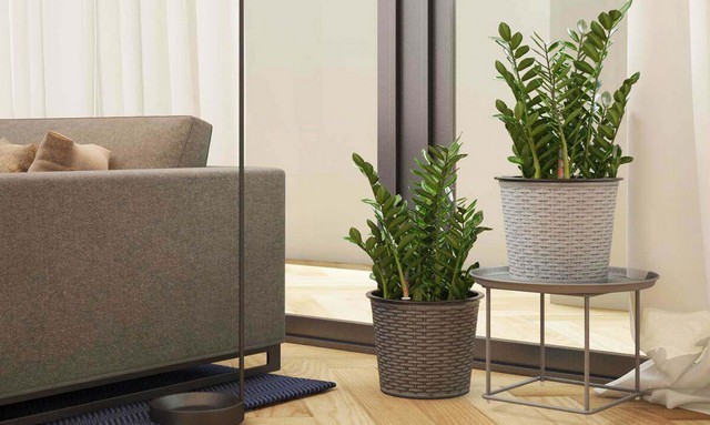 Buôn may bán đắt nhờ bài trí cây cảnh hợp phong thủy cửa hàng
