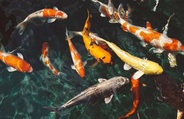 Cá Koi phong thủy: Loài cá ẩn chứa nghị lực sống mãnh liệt mà nhiều người đang tìm kiếm hiện nay